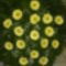 Álló koszorú/gerbera/