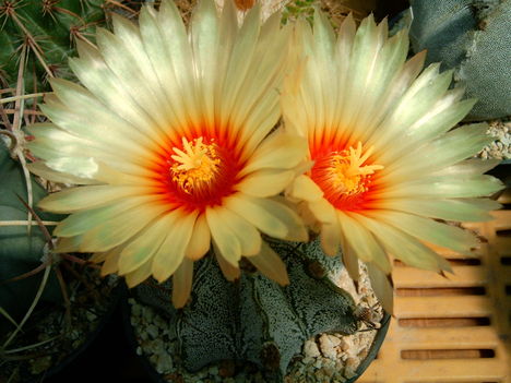 astrophytum capricorne 