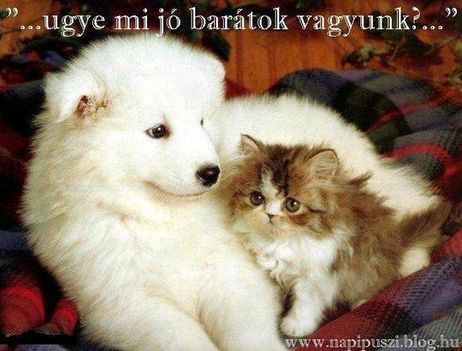 baratsag8