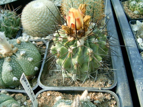 copiapoa 
