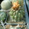 copiapoa 