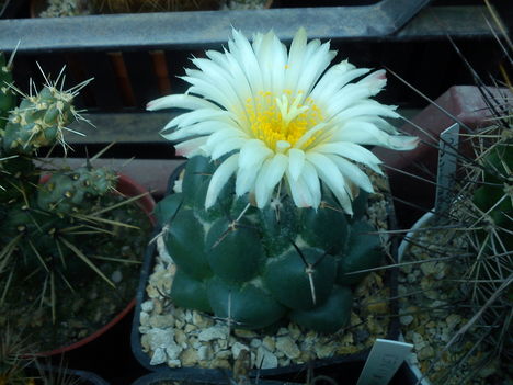 coryphantha maiz tablasensis 