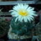 coryphantha maiz tablasensis 