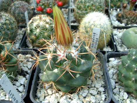 coryphantha pycnacantha Otumba 