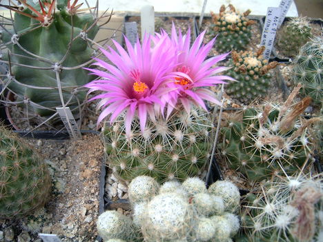 coryphantha vivipara 