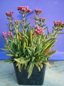 crassula schmidtii 