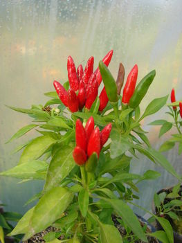 Csokros paprika