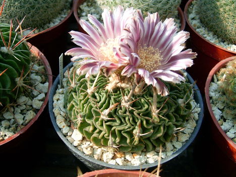 echinofossulocactus sp 2