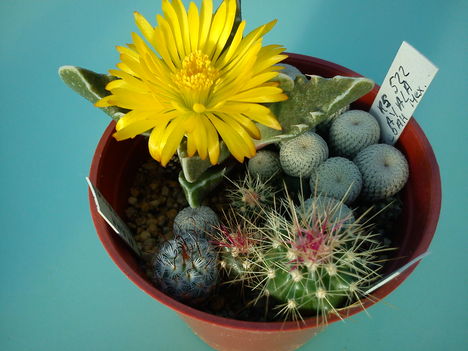 faucaria és magoncok 