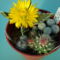faucaria és magoncok 