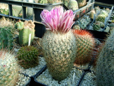 gymnocactus beguinii v. senilis 2