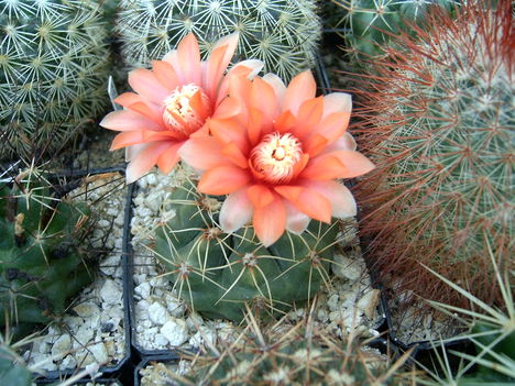 gymnocalycium baldianum nsárga virág