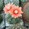 gymnocalycium baldianum nsárga virág