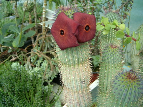 hoodia gordonii 