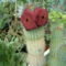 hoodia gordonii 