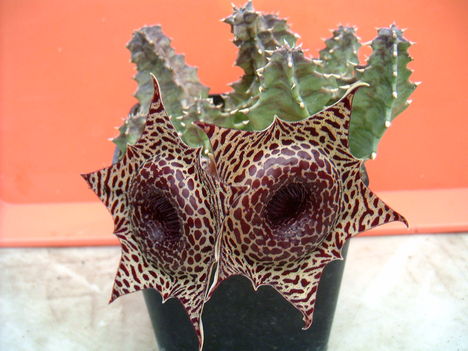 huernia barbata 