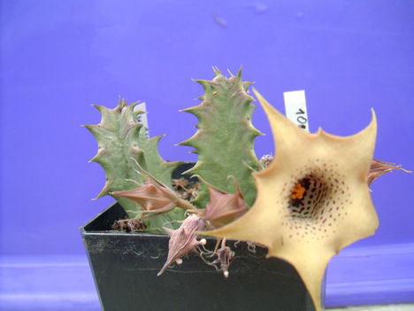 huernia quinta 