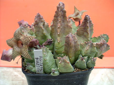 huernia thurettii 