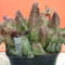 huernia thurettii 