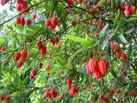 IRL 069 Powescourt