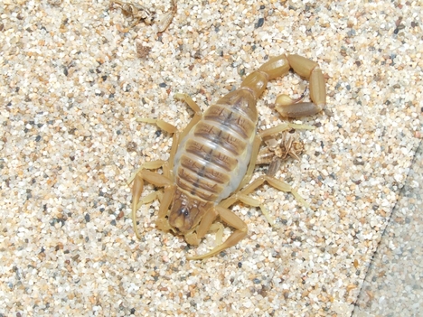 Leiurus quinquestriatusom