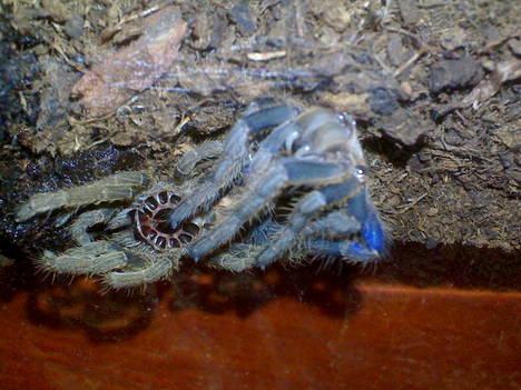 lividumom vedlik