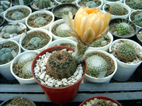 lobivia citriflora 
