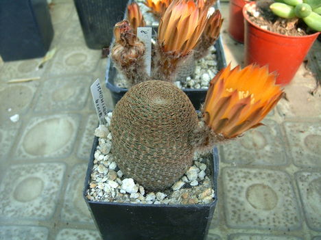 lobivia famatimensis 1
