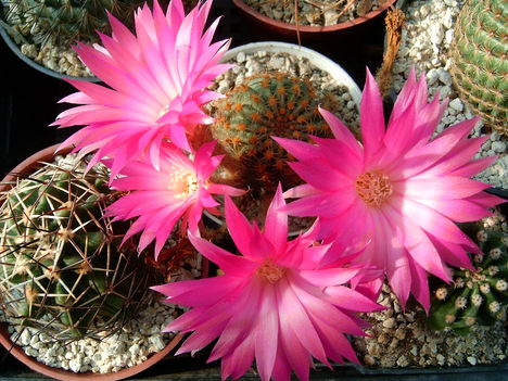 lobivia winteriana 2