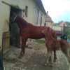lovak 8