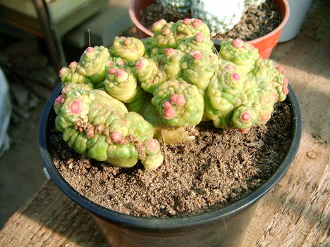 mammillaria bocasana cv