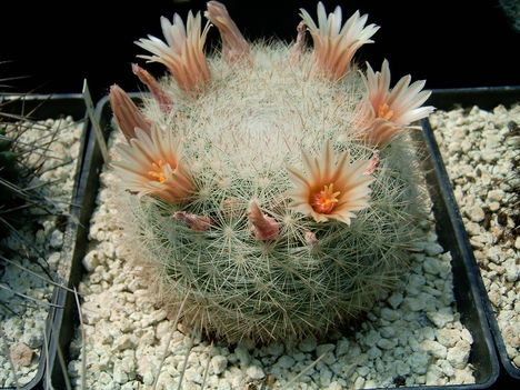 mammillaria candida 