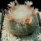 mammillaria candida 