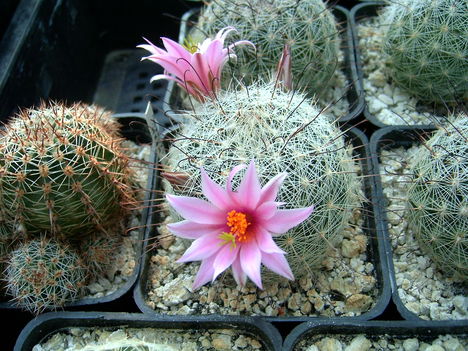 mammillaria grahamii 