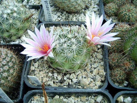 mammillaria insularis 