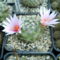mammillaria insularis 