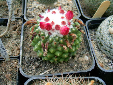 mammillaria polithele v