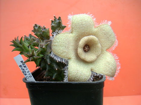 orbea ciliata 