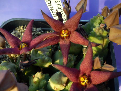 piaranthus decorus 