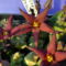 piaranthus decorus 