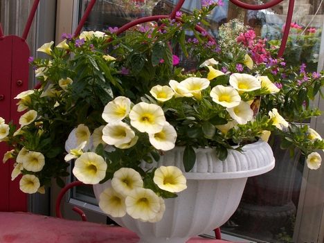Sárga petunia