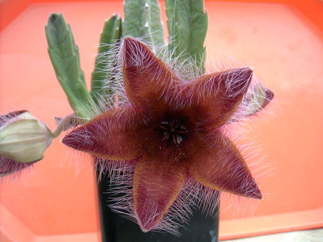 stapelia grandiflora 