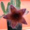stapelia grandiflora 