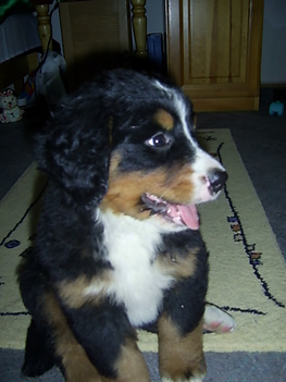 Stella 