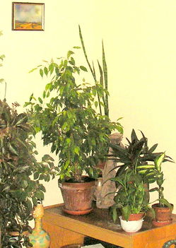 szoba sarok növényekkel
