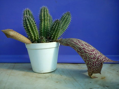 tavaresia barkley 