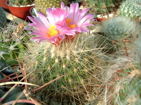thelocactus macdowellii 