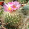 thelocactus macdowellii 