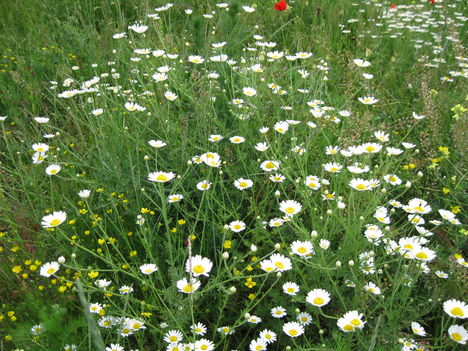 tó és környéke 2011 május 15 002