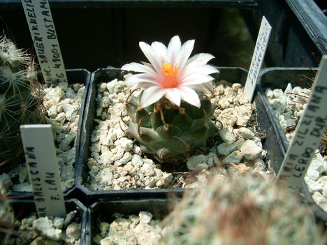 turbinicarpus panarottoi 